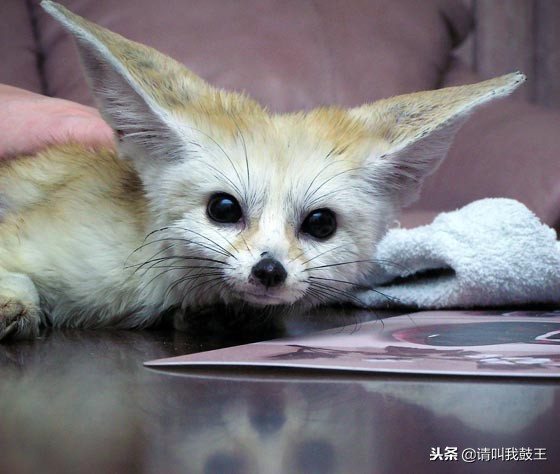 最可爱出名的宠物狐狸,宠物白狐狸有多可爱