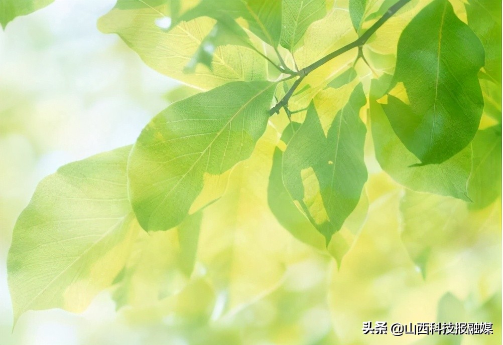 明日“九九” 究竟是哪“九九”?为啥以“九”为单位?------您的春日暖阳即将“发货” 请查收