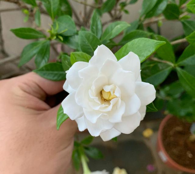 盆栽栀子花叶子干枯怎么办,栀子花放在阳台叶子发蔫怎么补救