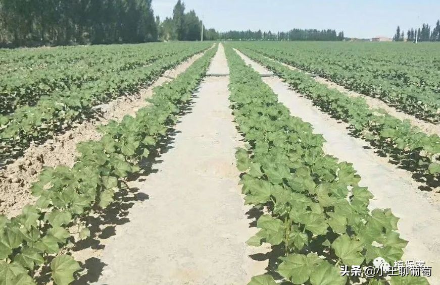 有病治病没病可以养根护根,有病治病没病杀菌