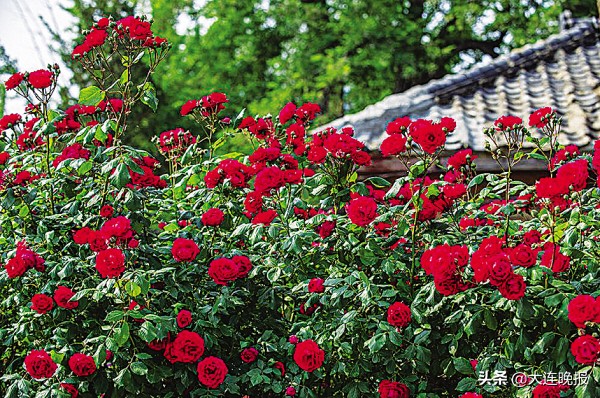 大连英歌石花海,大连十大最美花海