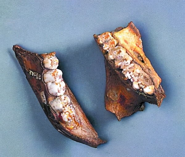 猪吃蛇为什么说蛇是猪的克星呢,猪吃蛇猪为什么不怕蛇毒