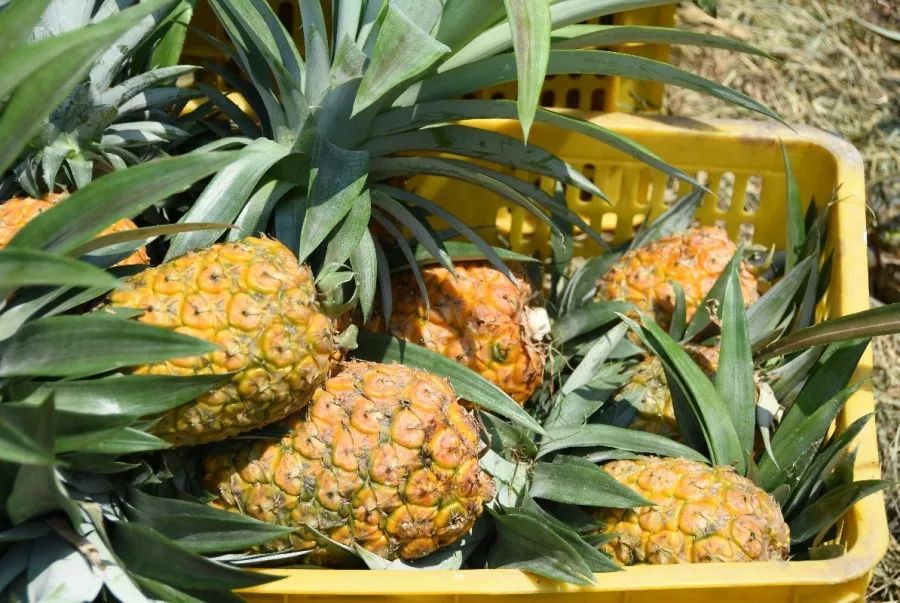 閫傚悎骞夸笢绉嶇殑蹇粨鏋滅殑姘存灉,鏂板瀷姘存灉璇曠