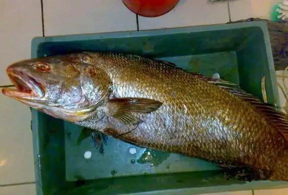 开海特价海鲜,开海的海鲜视频