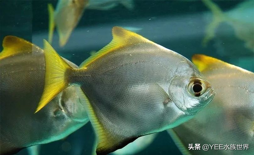 灵动小汽水鱼，硬配龙鱼，生啃七彩