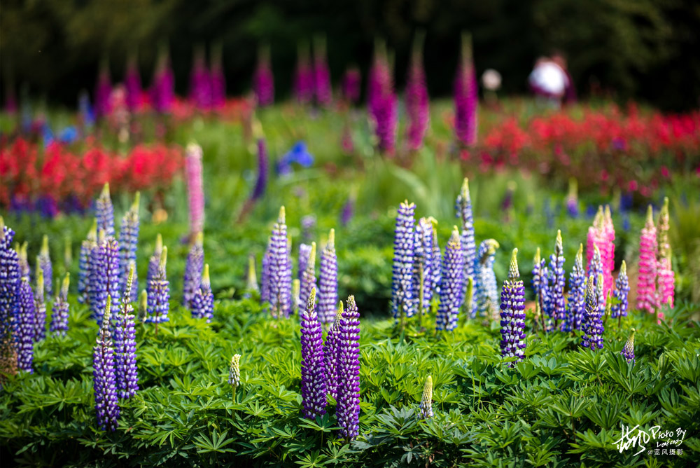 上海国际花展一览表,上海国际花展一览