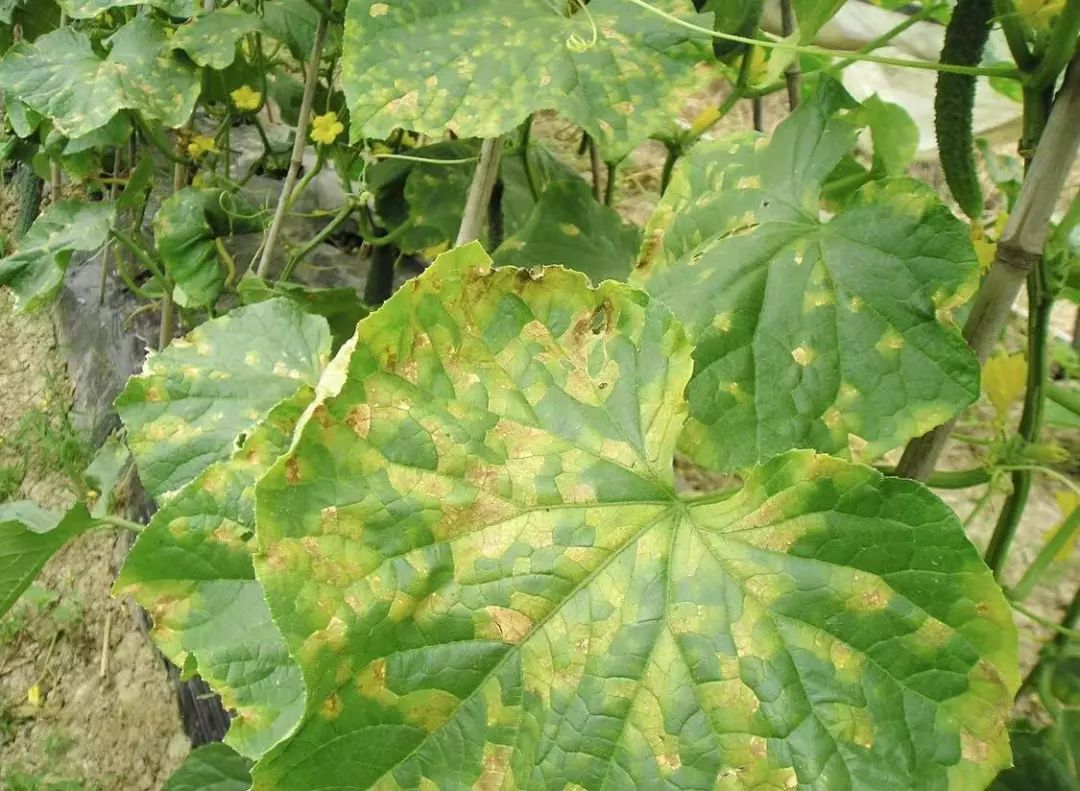 黄瓜蓟马病害图谱大全,黄瓜幼苗病害图谱