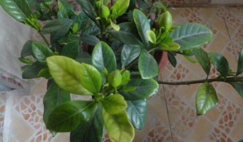 栀子花怎么养不黄叶叶子绿油油,栀子花黄叶的原因及处理方法图片