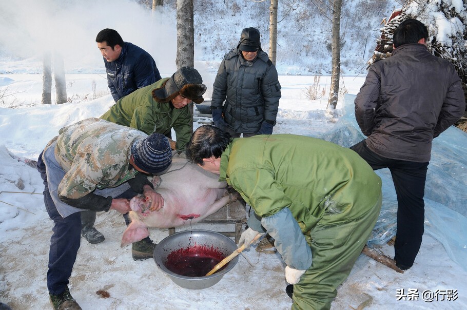 哪里体验正宗的东北杀猪菜,带着浓浓年味的杀猪菜