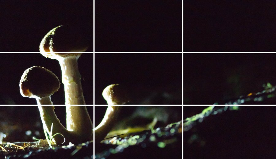 九宫格构图和三分法构图,三分线构图与黄金构图区别