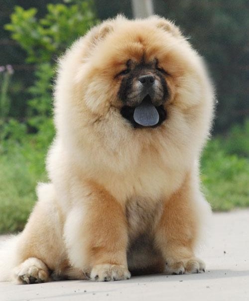 松狮幼犬怎么挑选,要挑选怎样的狗狗