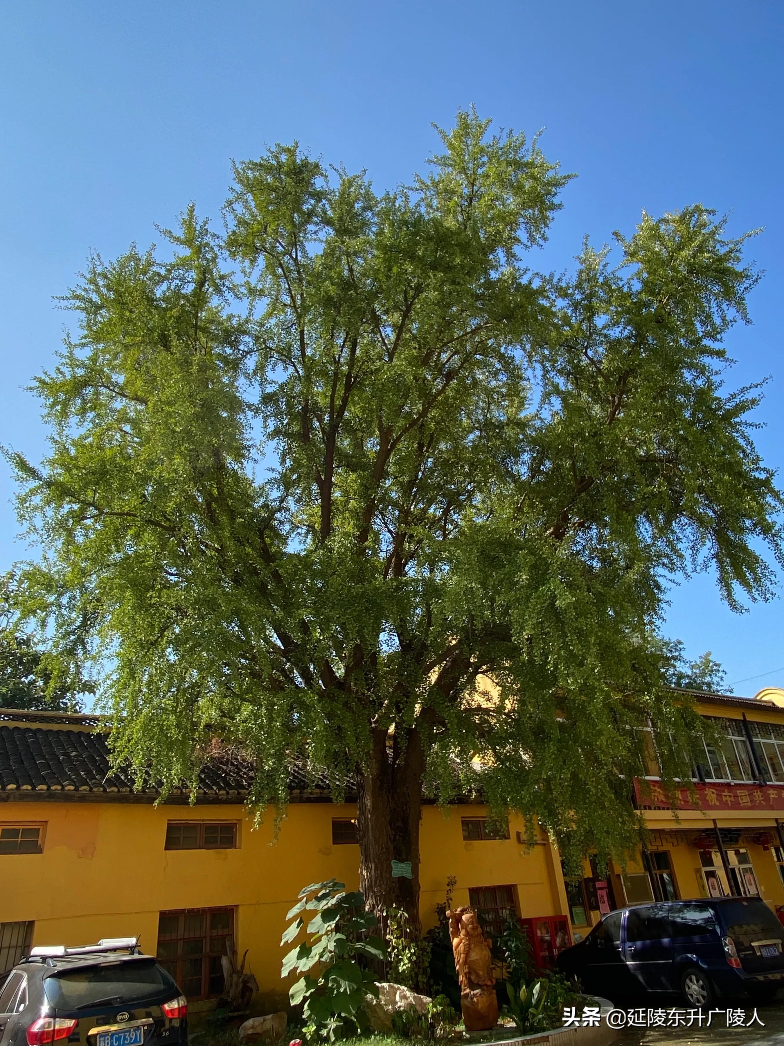 江苏有个千年古寺,江苏江阴苍山古寺