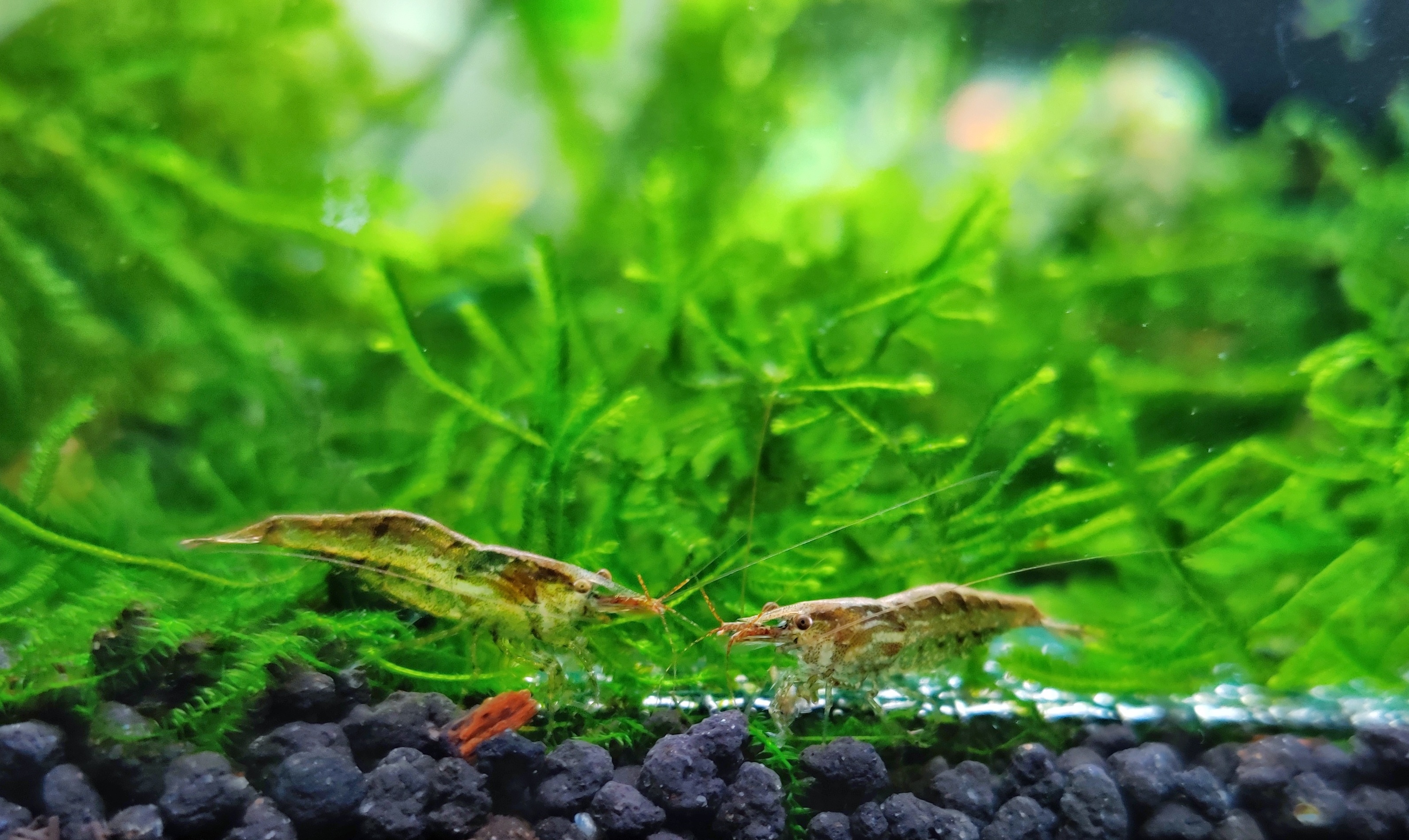 观赏虾怎么养才不死,养观赏虾的方法和技巧