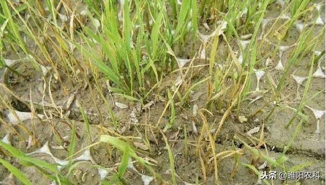 植物苗期猝倒病和立枯病的区别,苗期立枯病防治方法