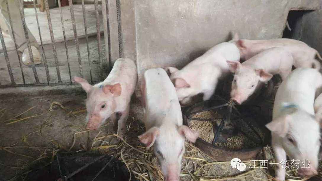 仔猪身上脱皮是怎么回事,仔猪身上掉毛是怎么回事