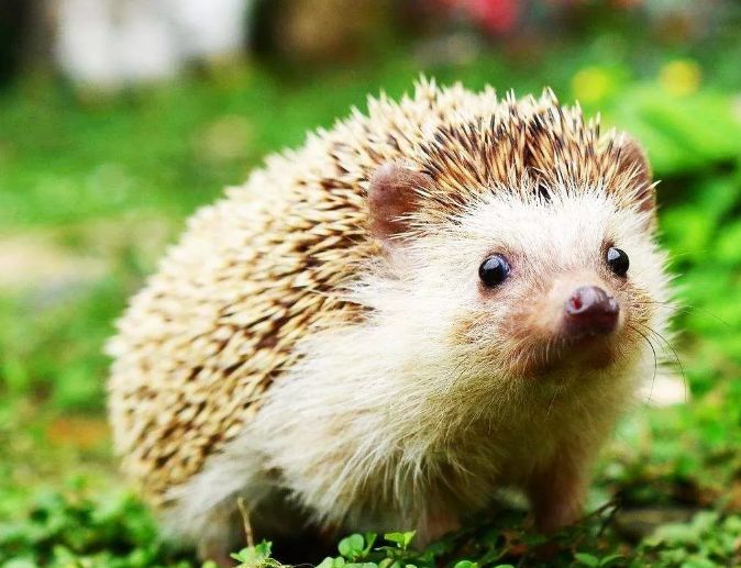 十大不能吃的野生蝙蝠,野生蝙蝠吃啥