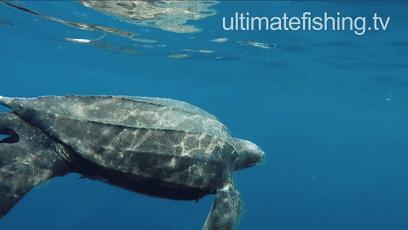 龟龟长大了,我滴个龟龟是什么意思