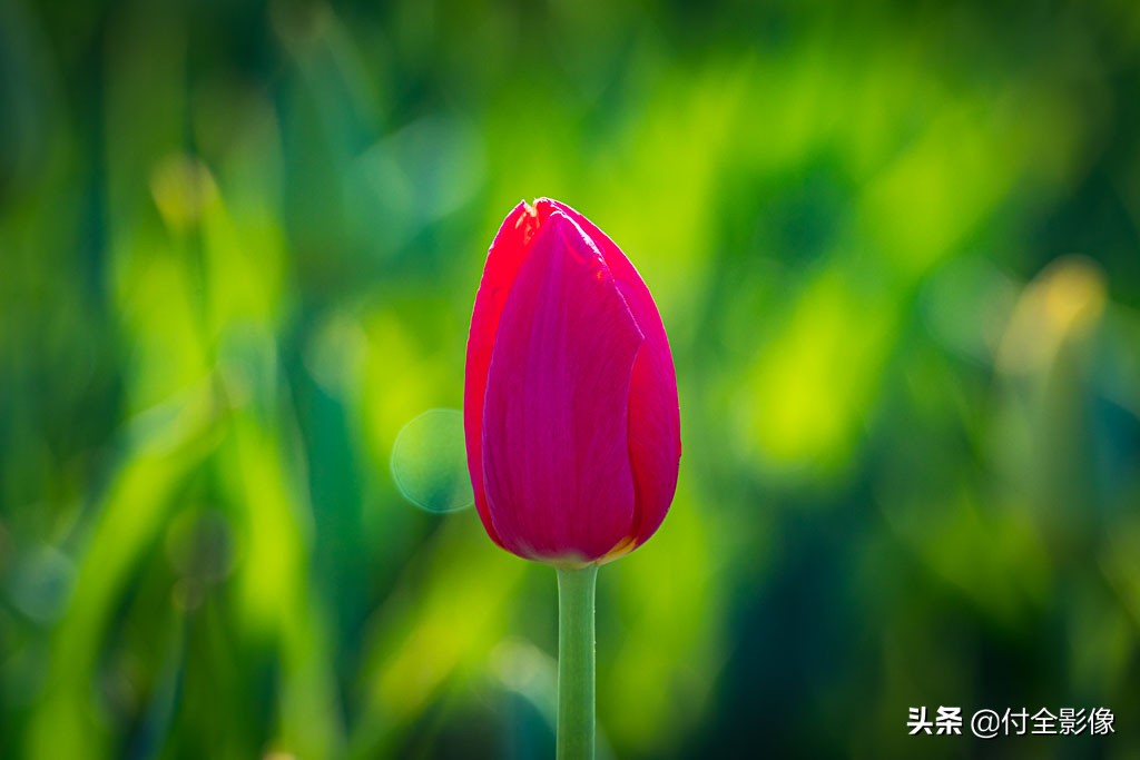 北京国际鲜花港门票优惠,北京国际鲜花港夏天