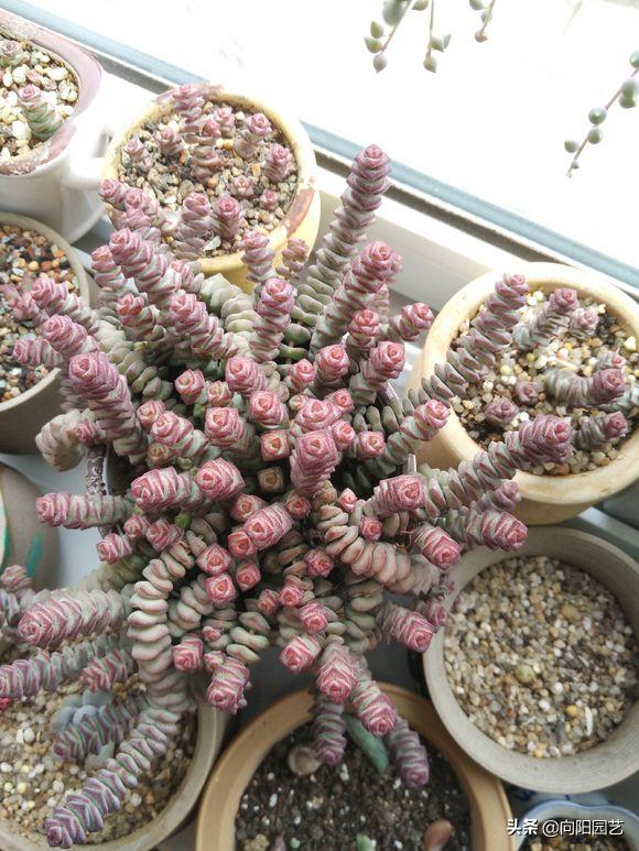 多肉怎么养才能爆盆教程,多肉小钱串的养殖方法图解