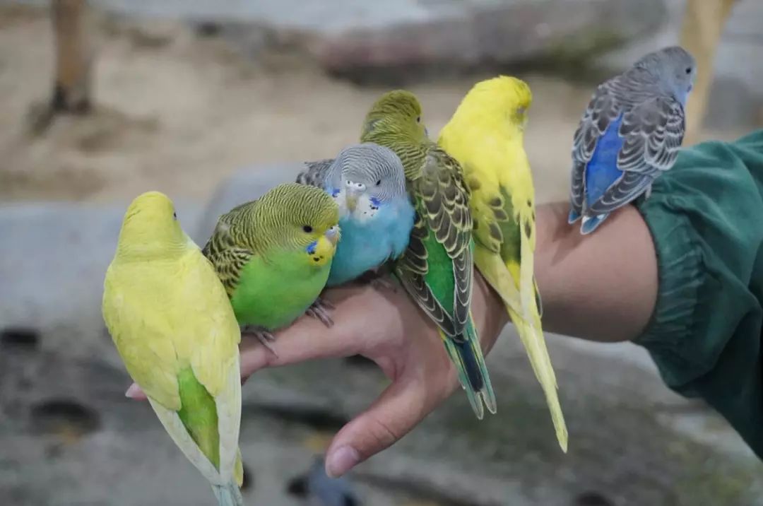 金牛湖野生动物王国过年去怎么样,金牛湖野生动物王国游玩时间