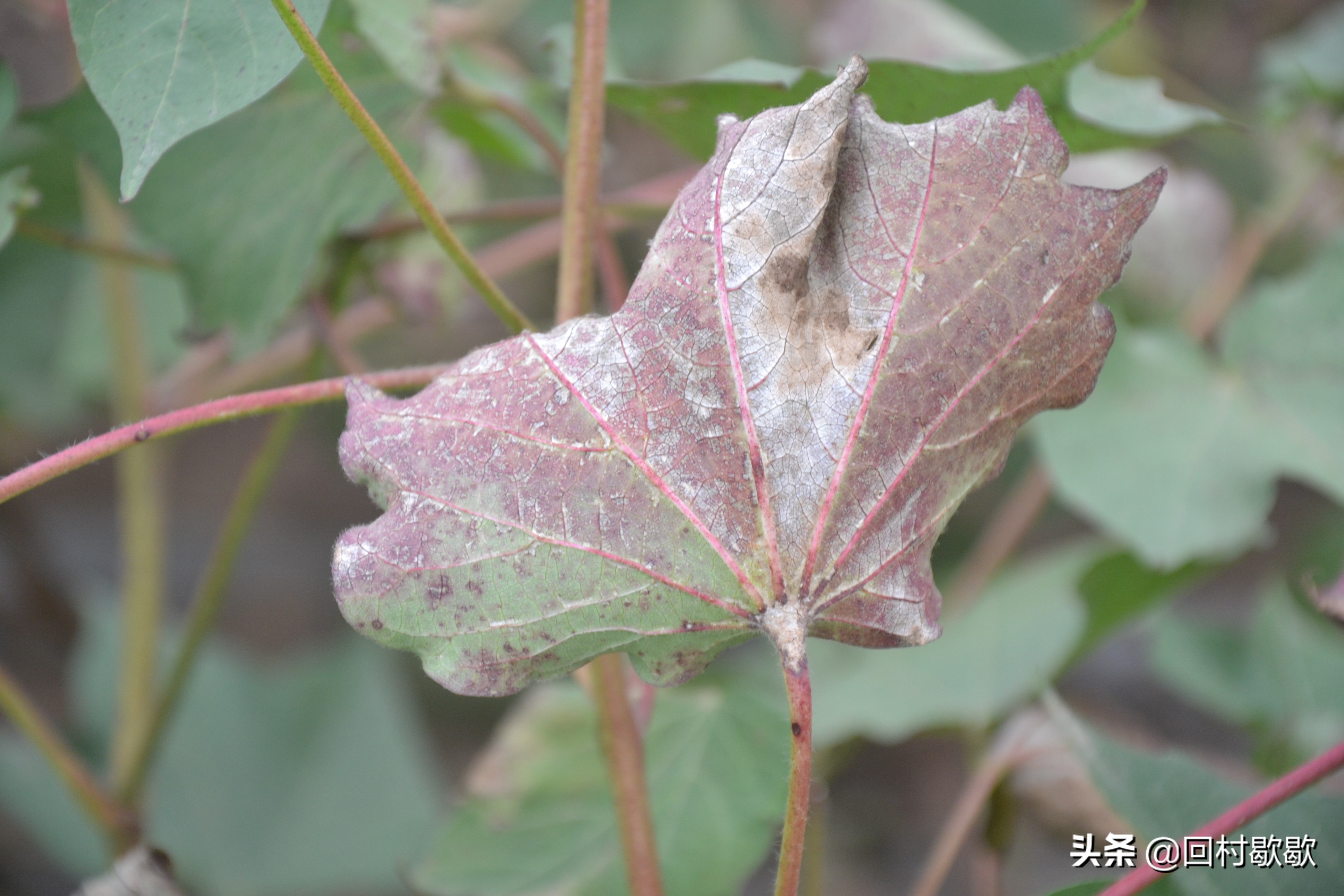 目前棉花地红蜘蛛需要防治吗,棉花红蜘蛛防治方法