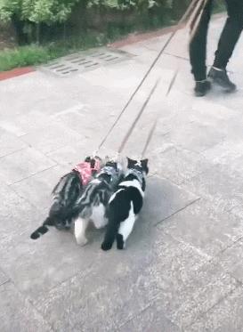 家里小猫咪害怕出门,平常特别怕人的猫突然溜出去了