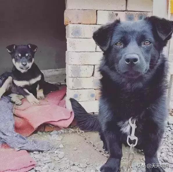 土狗有虫子怎么养,土狗养什么最旺