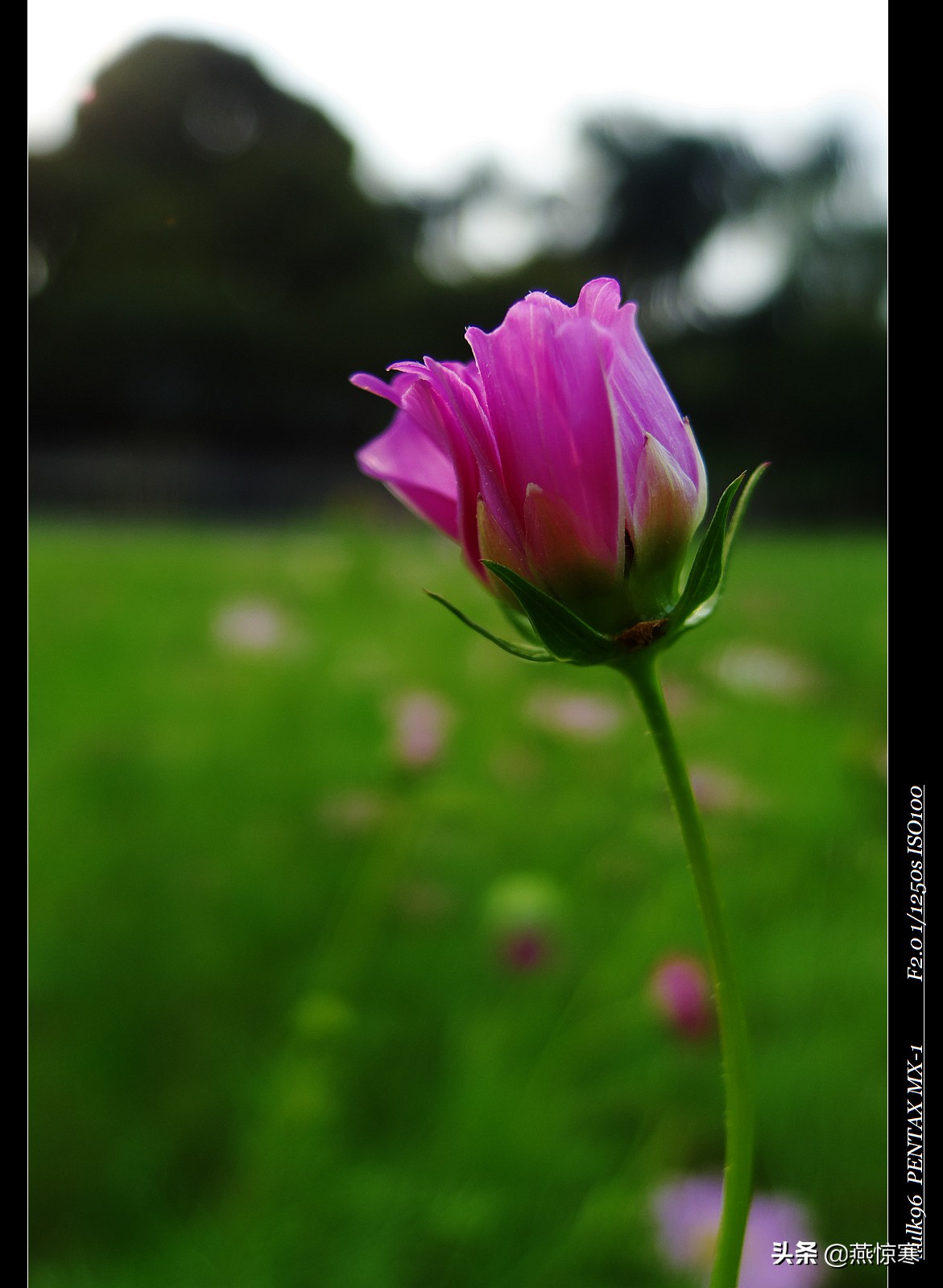 宾得相机配理光的镜头,宾得理光镜头推荐