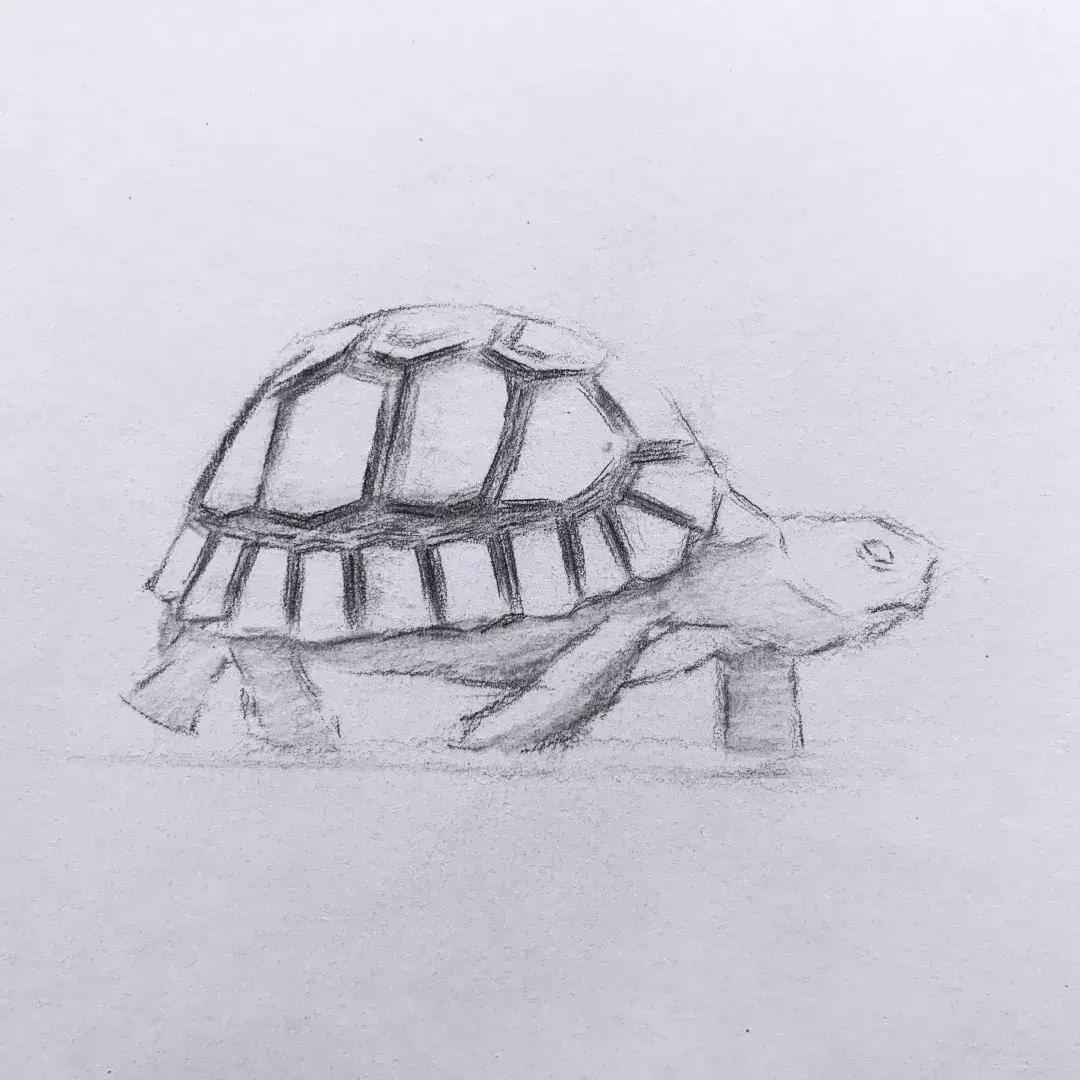 素描基础画小动物小乌龟,素描小乌龟怎么画