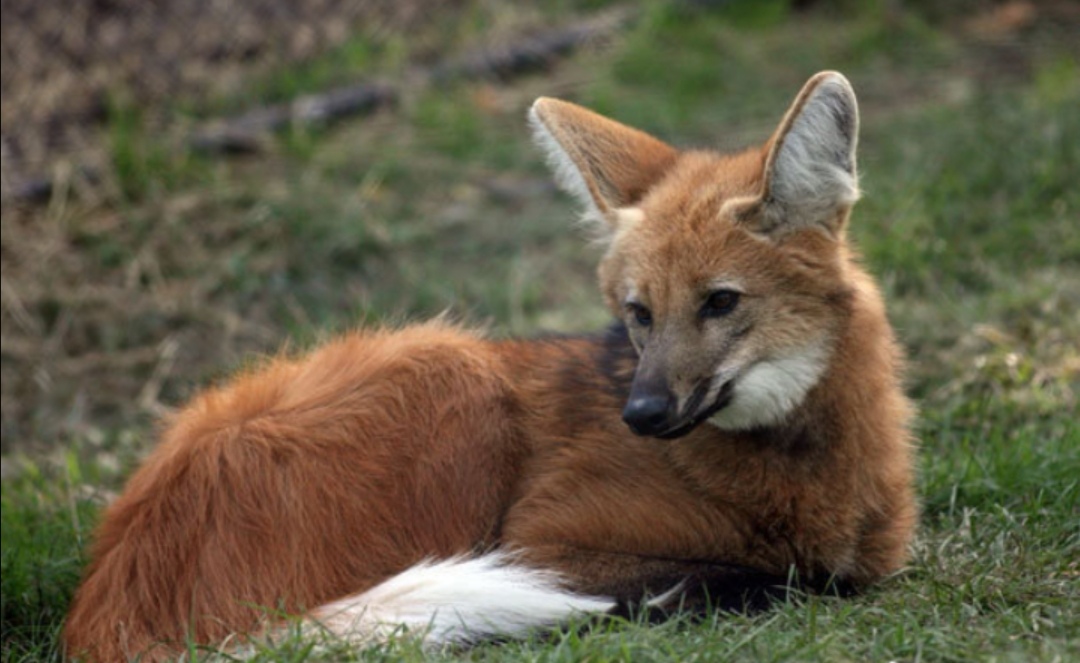狮子和老虎谁厉害动物冷知识,动物冷知识合集