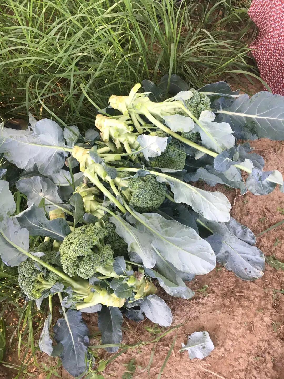 张北天路乌兰布统攻略,天津张北草原天路自驾游攻略