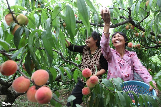 桃树流胶严重导致树死,桃树树干流胶病的治疗方法