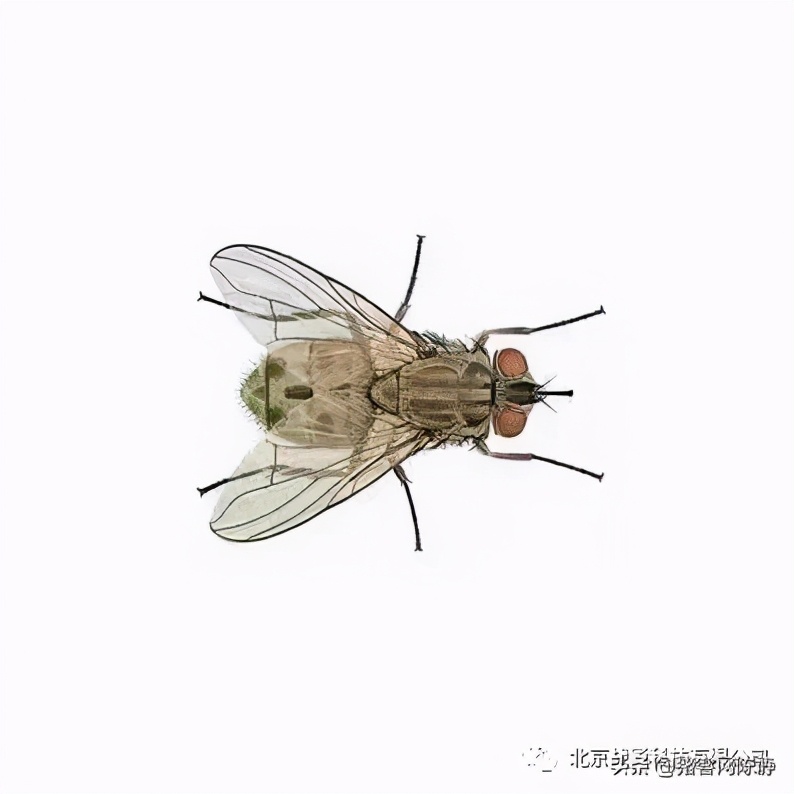警惕！苍蝇等吸血害虫可能会传播非洲猪瘟病毒