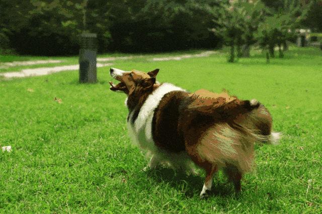 狗狗断尾失败有影响吗,狗狗断尾真的是对狗好吗