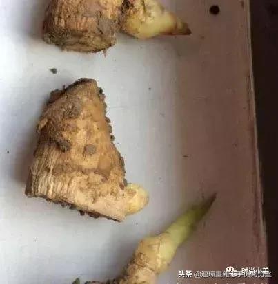 盆栽生姜多少天长出枝叶,盆栽生姜如何养殖好看图片