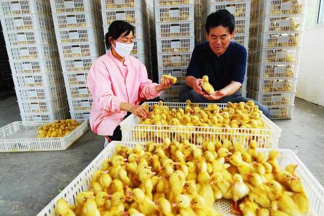 养殖小鸭苗,养鸭育鸭苗利润有多少