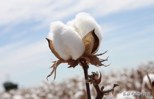 歧视穷人、*疆新**棉、质量差，耐克翻车N次，为什么还不凉？|欧界