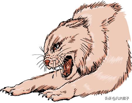 带狂犬病的猫有什么症状,不可小看狂犬病