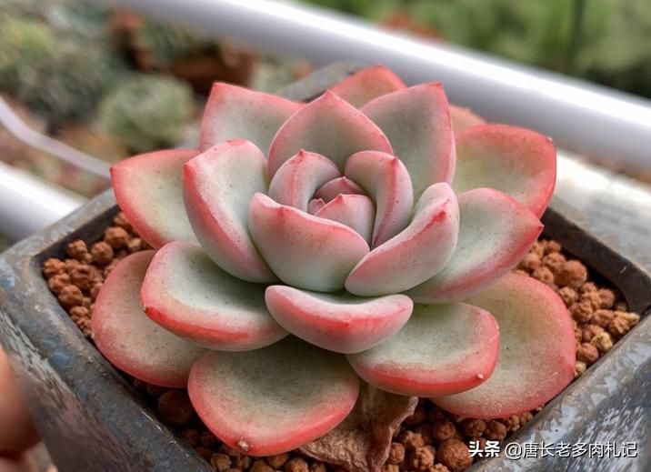 轰动和奶油泡芙是一个品种吗,轰动和奶油泡芙