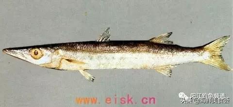 十种最受欢迎的海鱼,钓鱼人最爱的海鱼