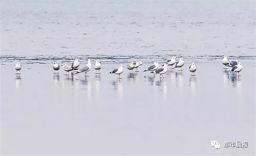 云龙湖候鸟,候鸟南迁与云龙湖美丽邂逅