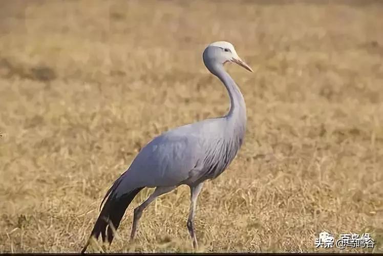 各国国鸟国宝有哪些,各国国鸟大小排名