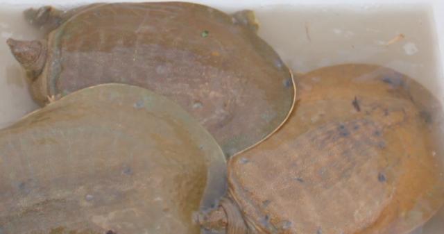 甲鱼大补元气,甲鱼大补不能吃太多