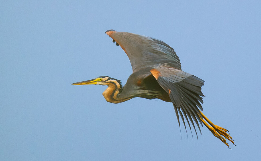 广东常见鸟类图谱图文,广东常见鸟类图谱