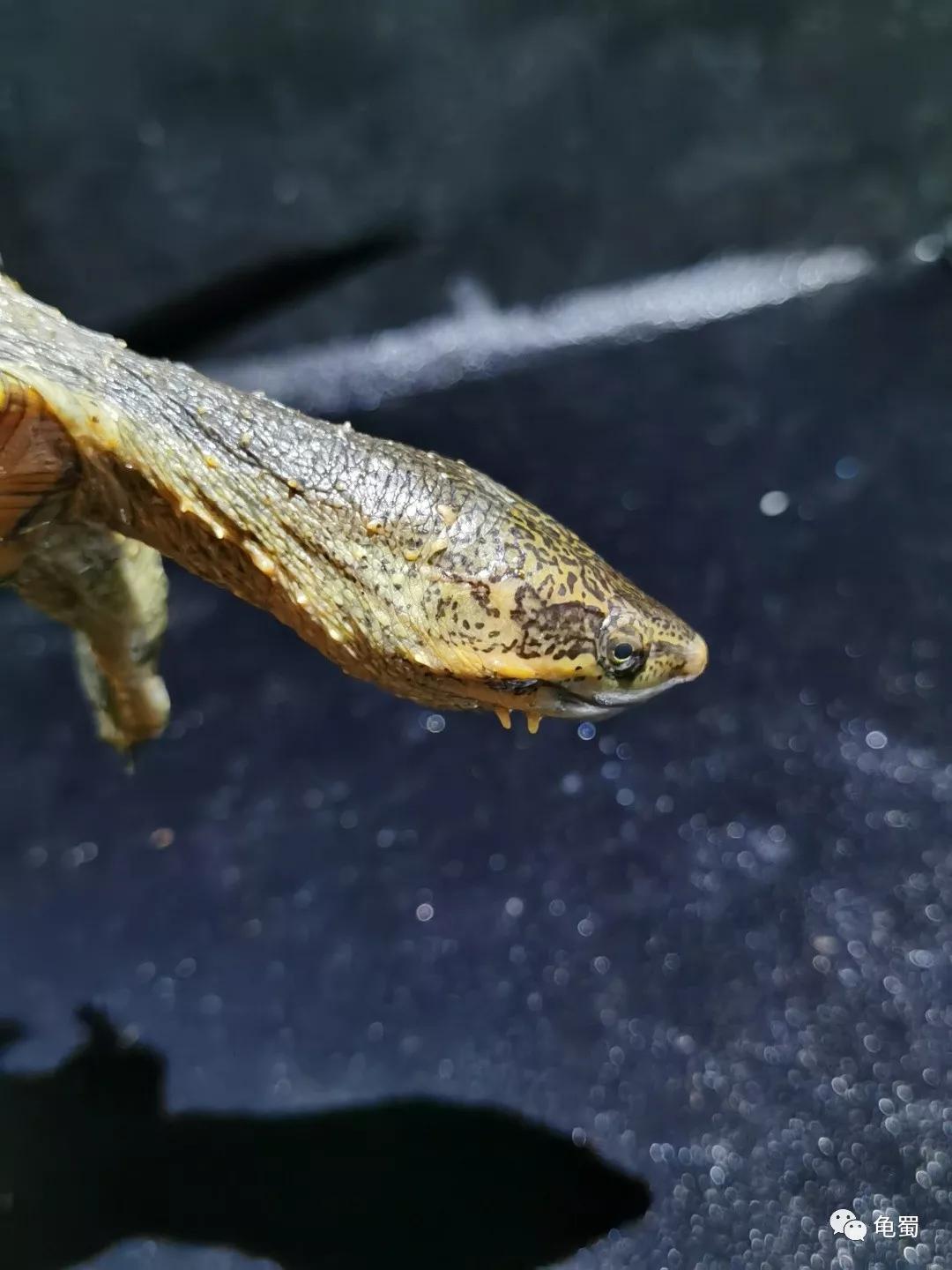 黄泽泥龟为什么冷门,泥龟冷门品种