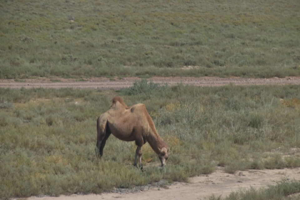 济南到乌鲁木齐多少公里,济南到乌鲁木齐动车