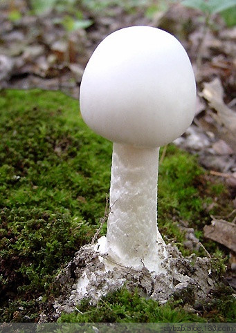 最好记的花名大全,很难得一见的花