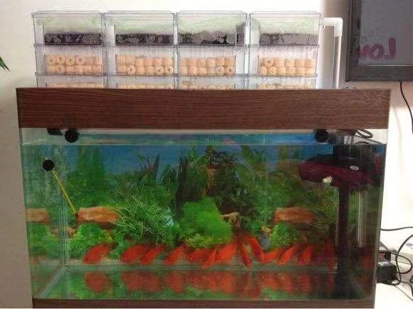 渔友张哥小视频,新鱼缸养锦鲤鱼正确的方法和技巧