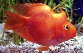 招财热带鱼观赏鱼大全,财神鹦鹉鱼热带观赏鱼