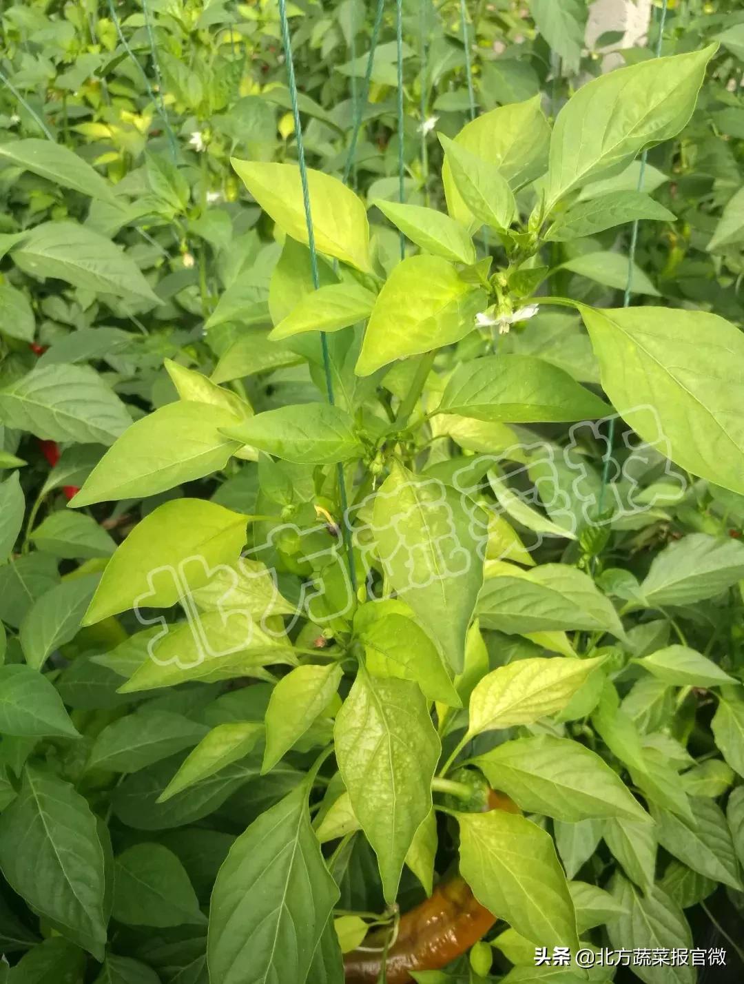 盆栽黄叶子怎么补救,黄头黄叶是什么原因